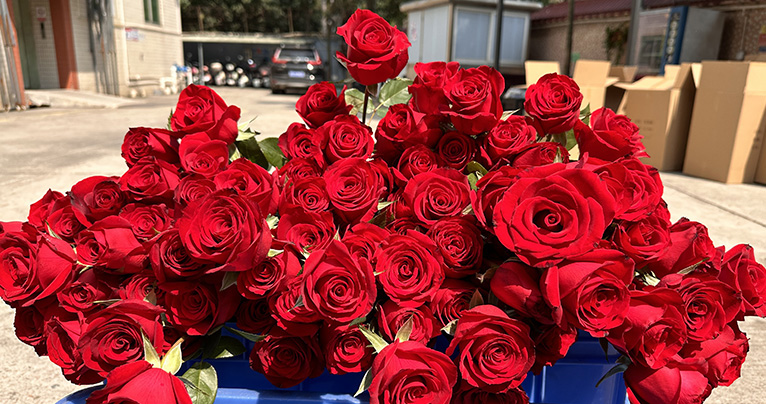 致最美的你！2024年三八婦女節如約而至，雅香麗懷揣著無比的敬意與期待，熱烈慶祝這個專屬于女性朋友們的盛大節日！